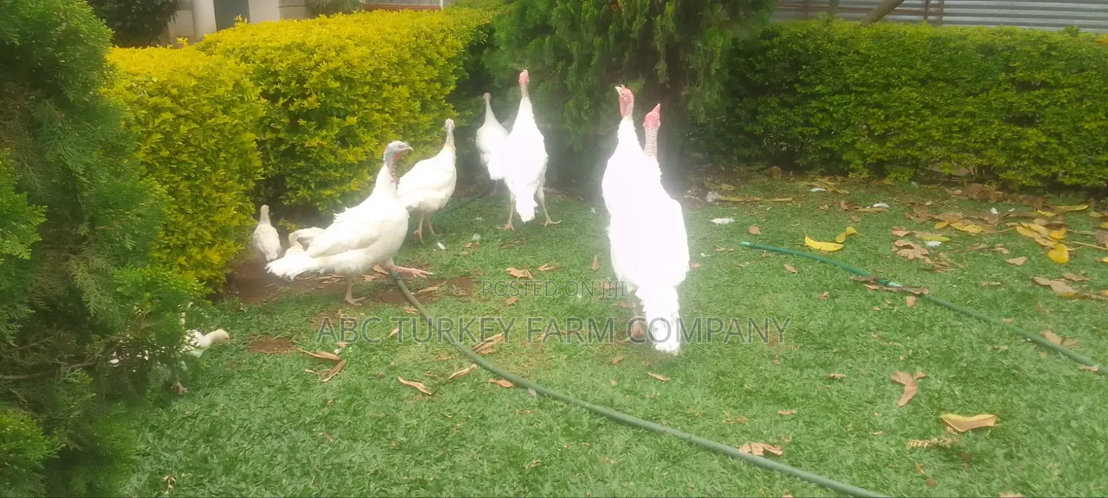 White Turkey Birds(Ornamental Birds)
