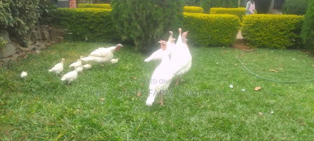 White Turkey Birds(Ornamental Birds) - thumbnail 6