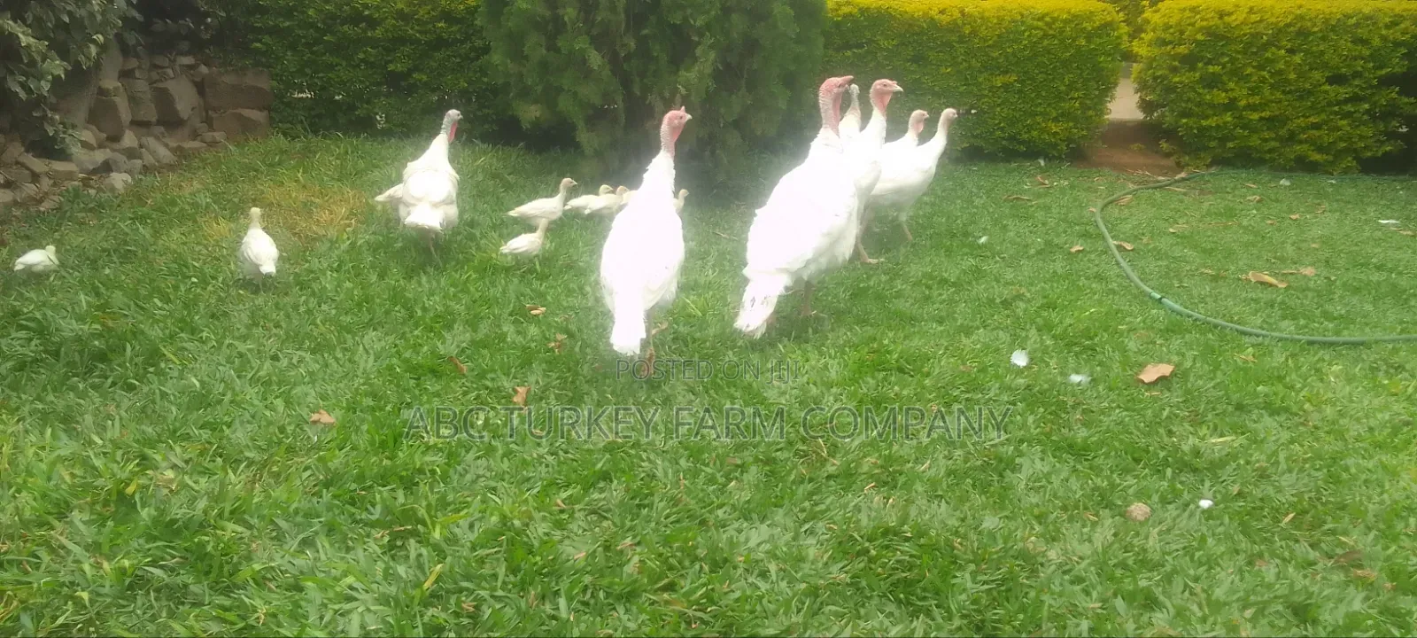 White Turkey Birds(Ornamental Birds)