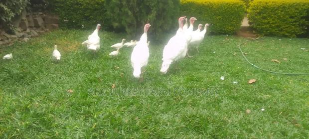 White Turkey Birds(Ornamental Birds) - thumbnail 7