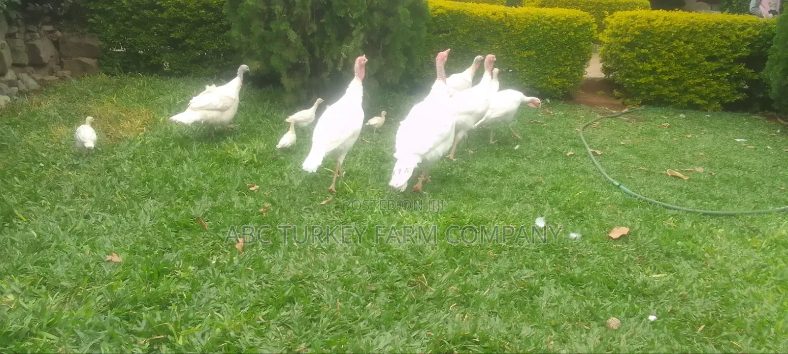 White Turkey Birds(Ornamental Birds)