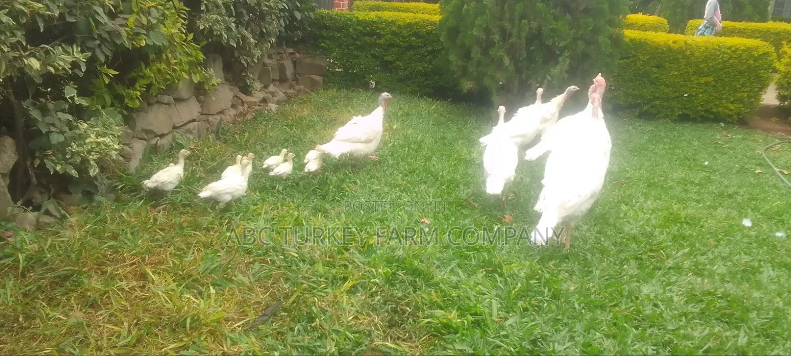 White Turkey Birds(Ornamental Birds)