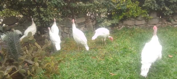 White Turkey Birds(Ornamental Birds) - thumbnail 10