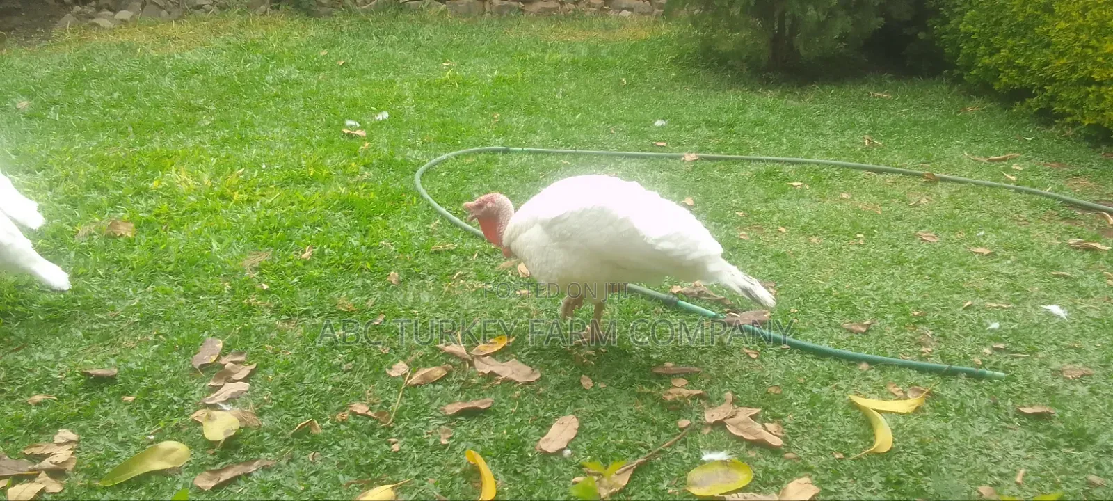 White Turkey Birds(Ornamental Birds)