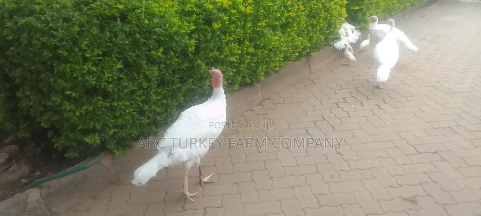 White Turkey Birds(Ornamental Birds)