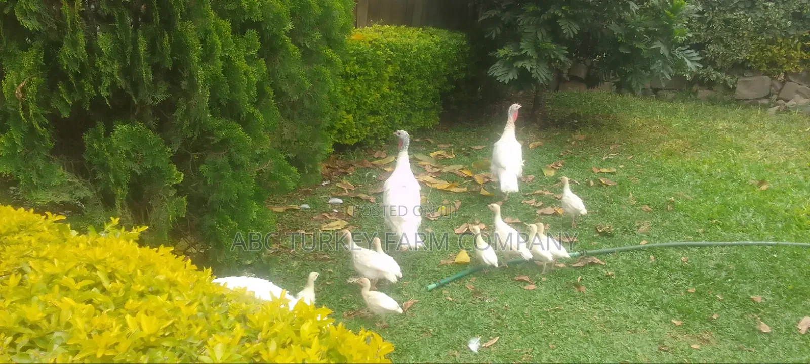 White Turkey Birds(Ornamental Birds)