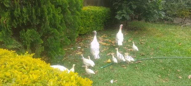 White Turkey Birds(Ornamental Birds) - thumbnail 13