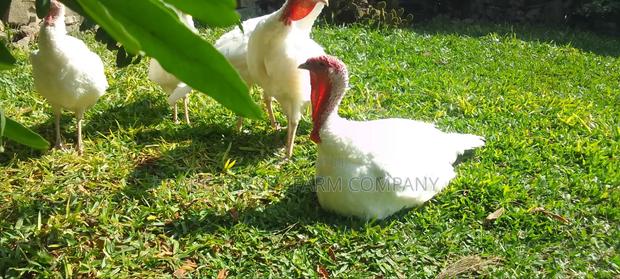 White Turkey Birds(Ornamental Birds) - thumbnail 14
