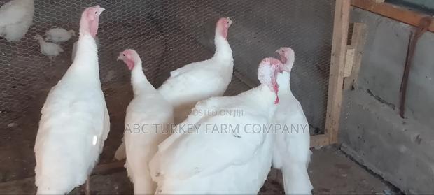 White Turkey Birds(Ornamental Birds) - thumbnail 15