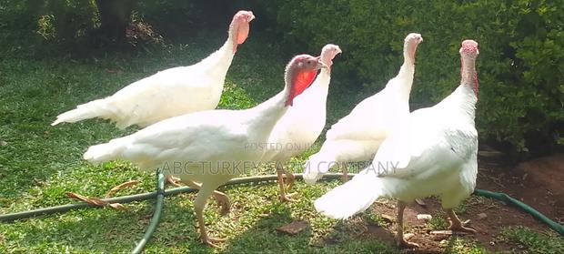 White Turkey Birds(Ornamental Birds)
