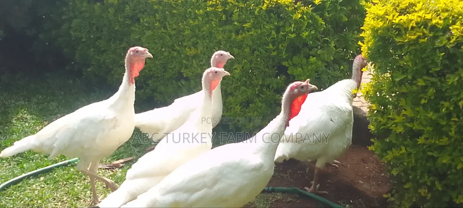 White Turkey Birds(Ornamental Birds)