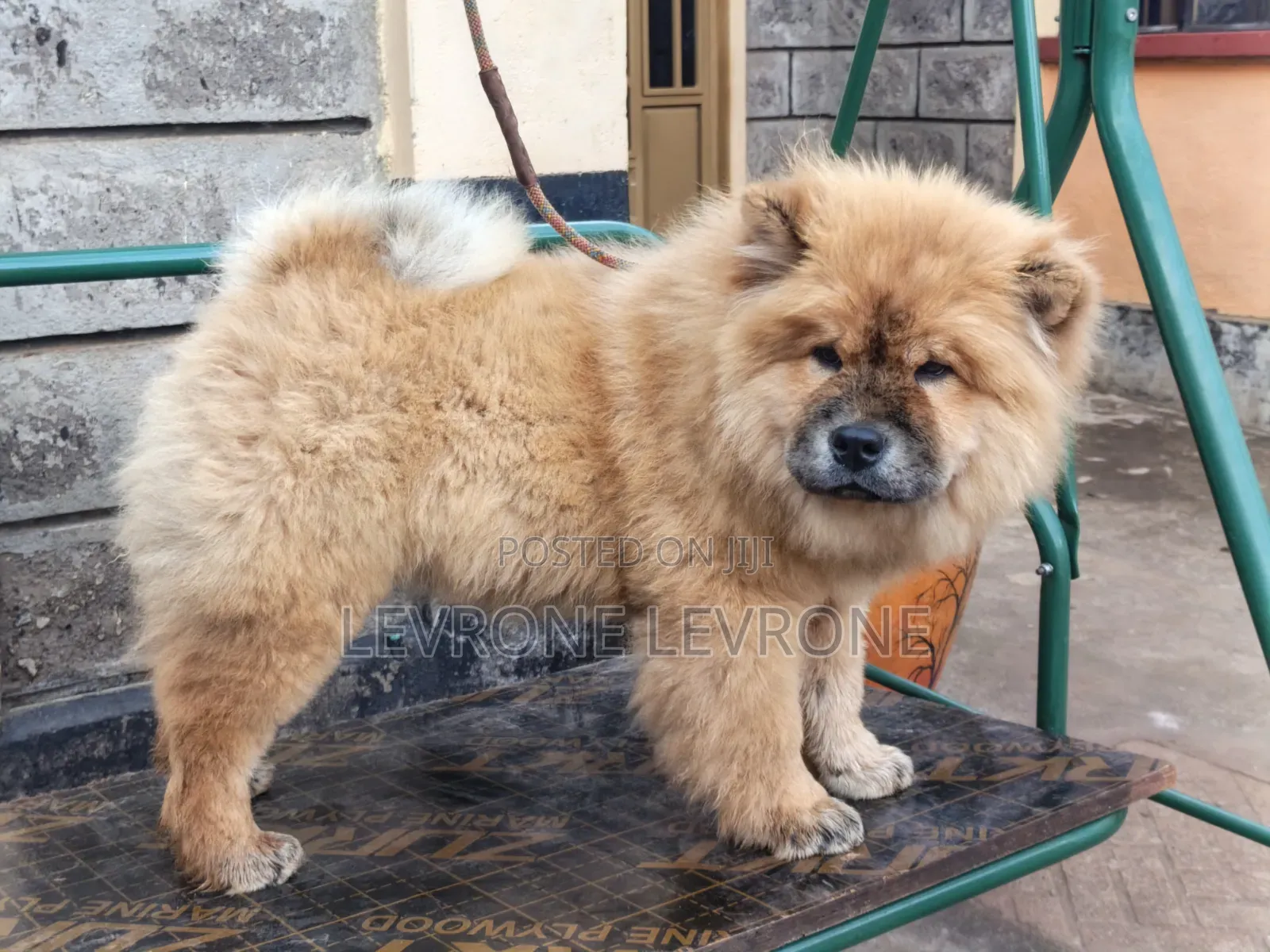 0-1 month Male Purebred Chow Chow