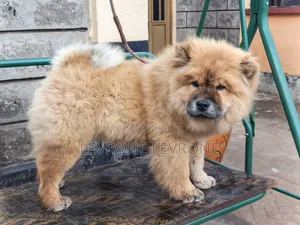 0-1 month Male Purebred Chow Chow