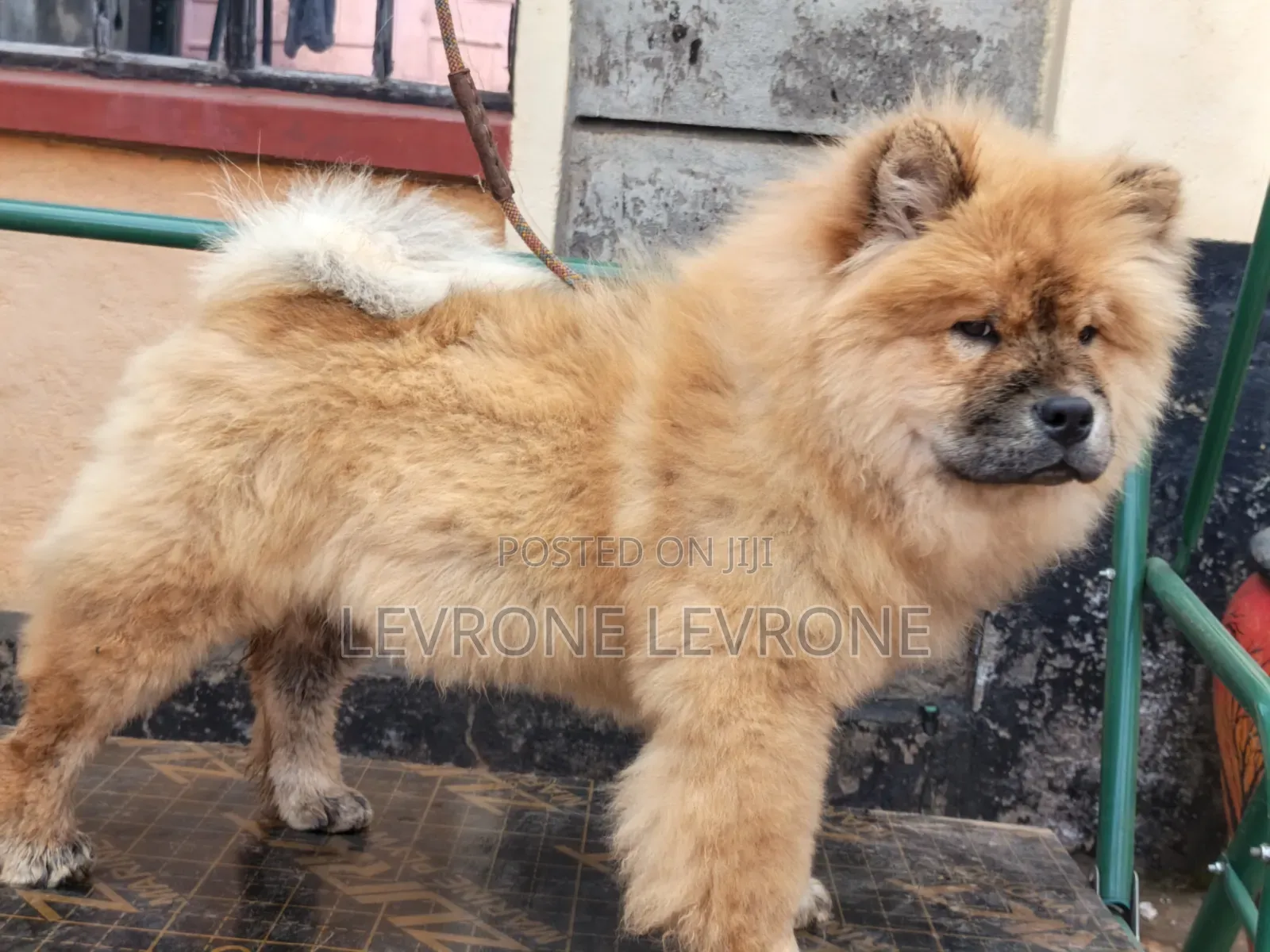 0-1 month Male Purebred Chow Chow