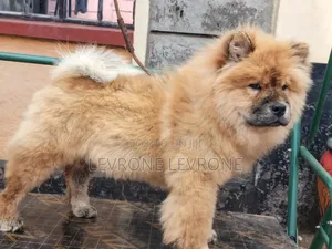 0-1 month Male Purebred Chow Chow
