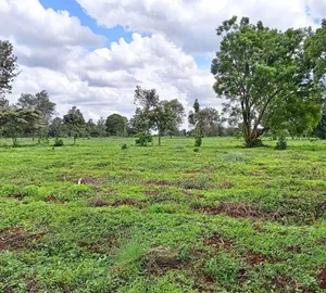 Land for Sale in Tilisi ( 4 and 1/2 Acres)
