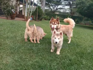 1-3 months Female Purebred Siberian Husky