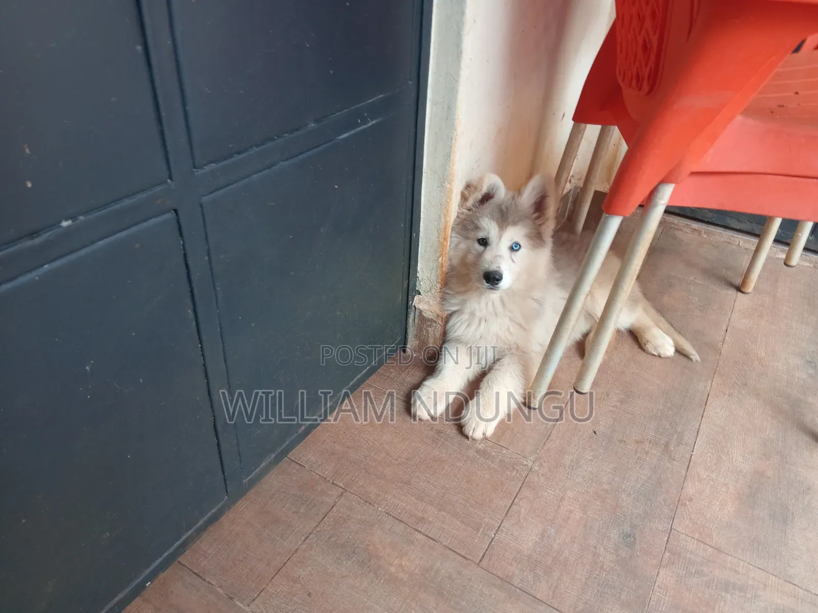1-3 months Female Purebred Siberian Husky
