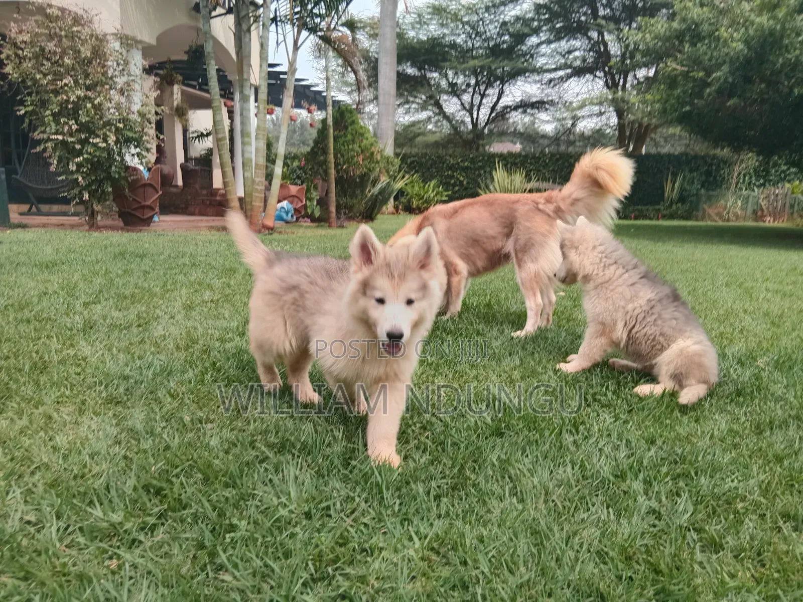 1-3 months Female Purebred Siberian Husky