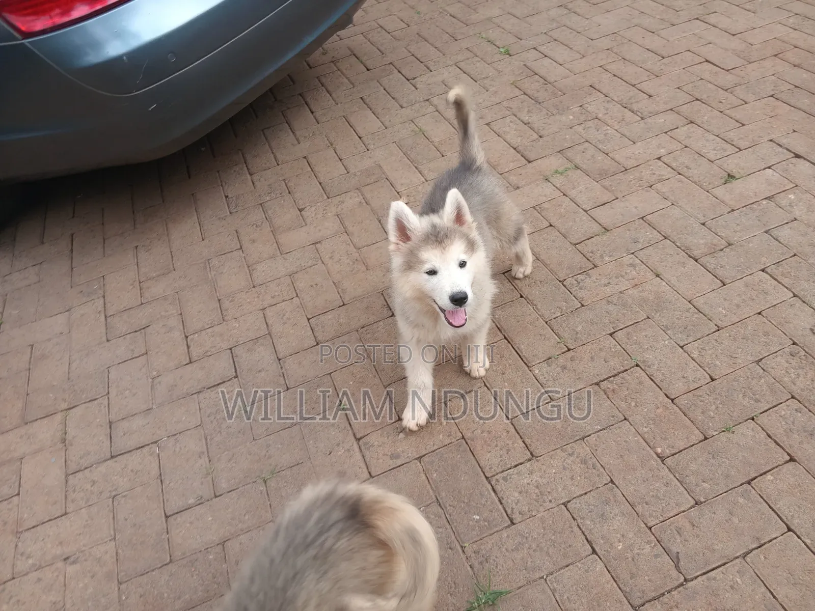 1-3 months Female Purebred Siberian Husky