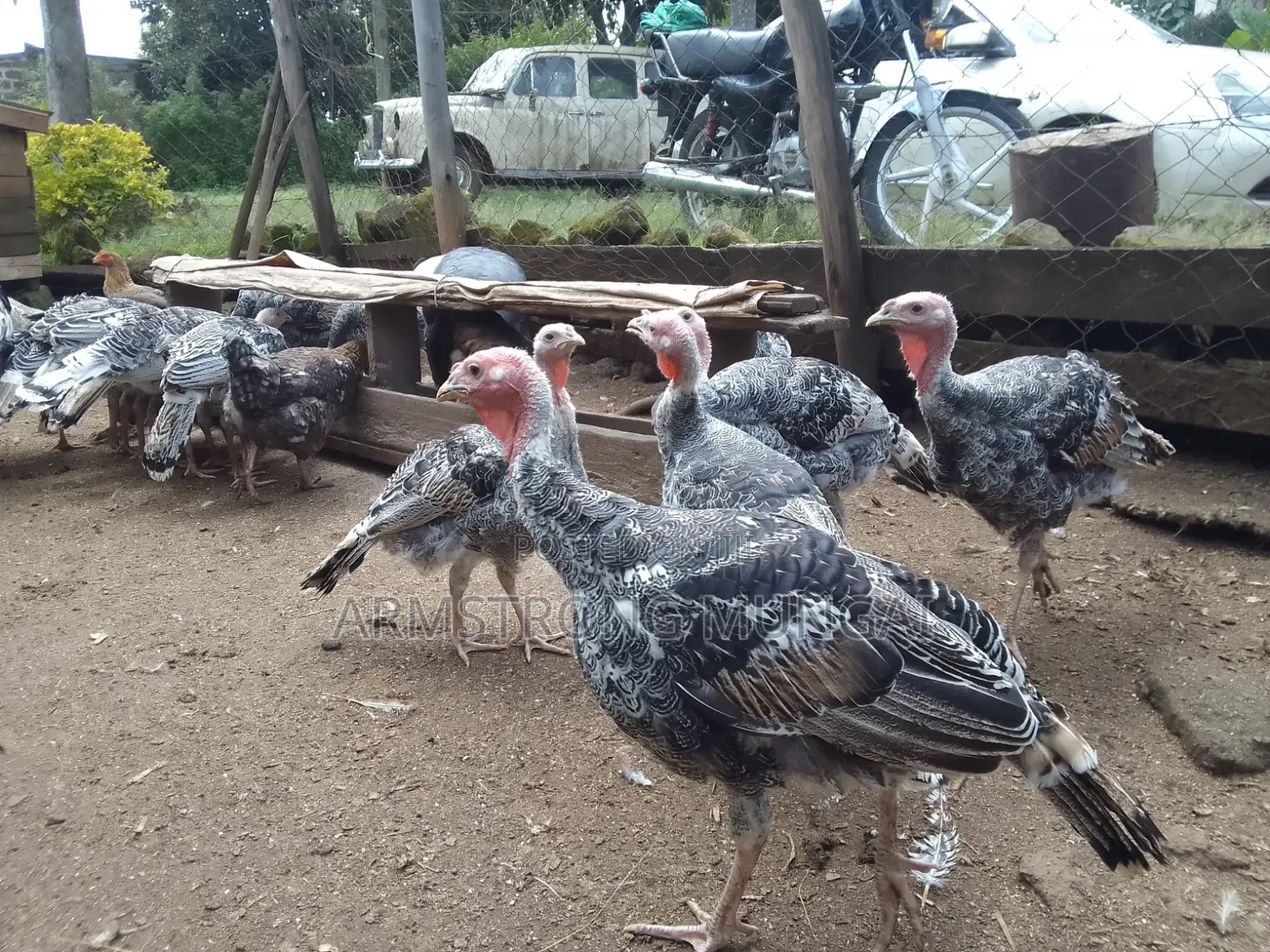 Turkey for Sale