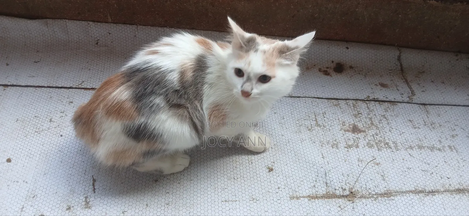 6-12 months Female Mixed Breed Cat