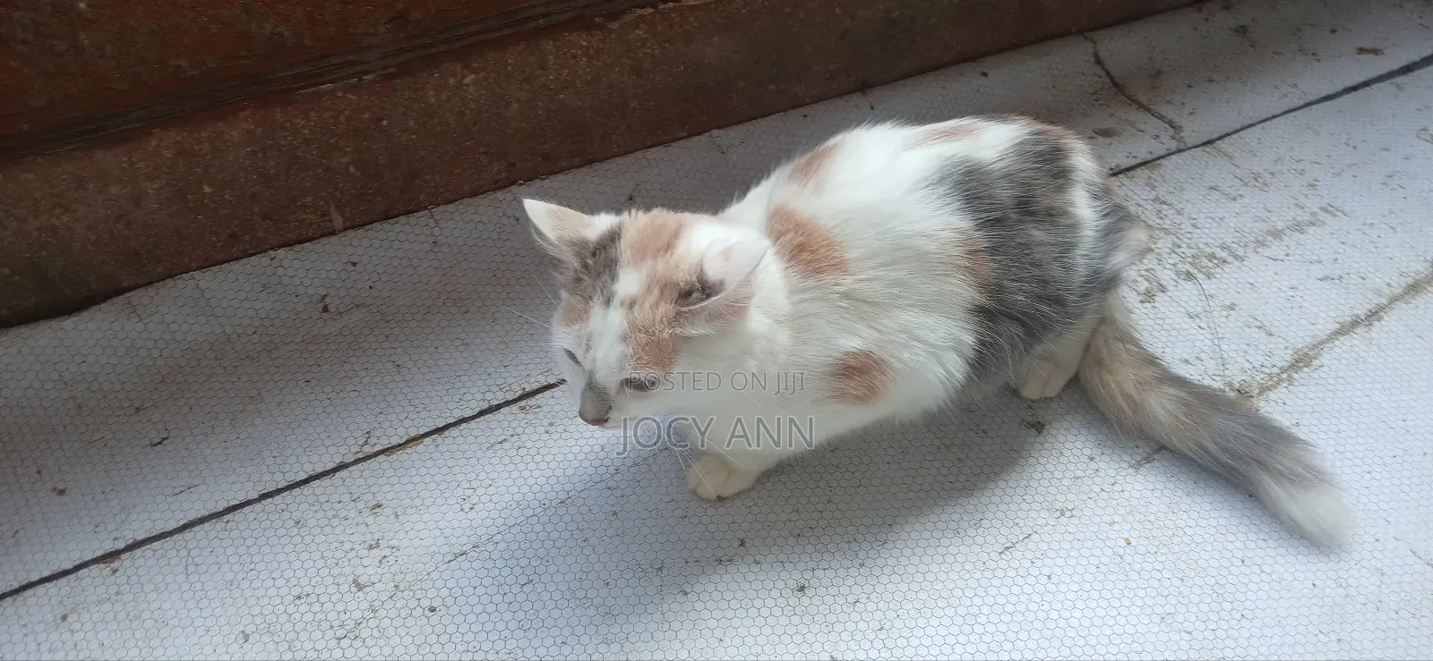 6-12 months Female Mixed Breed Cat