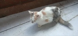 6-12 months Female Mixed Breed Cat