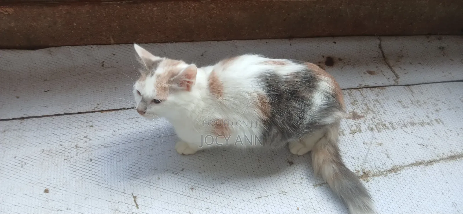 6-12 months Female Mixed Breed Cat