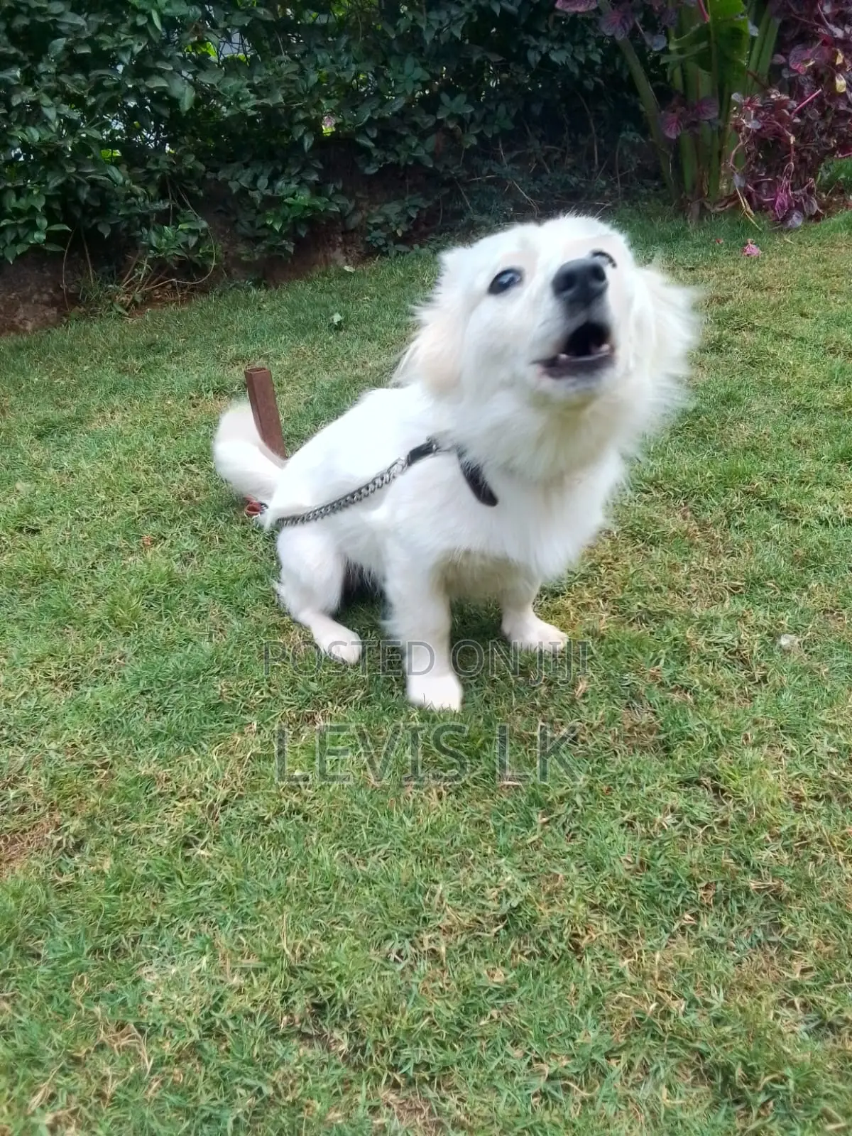 6-12 months Female Purebred Japanese Spitz