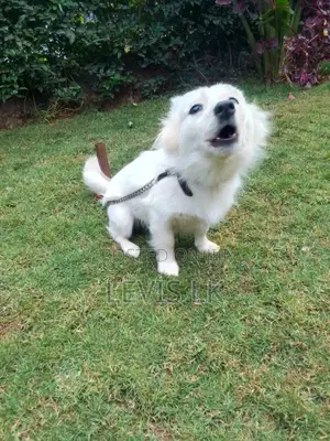 6-12 months Female Purebred Japanese Spitz