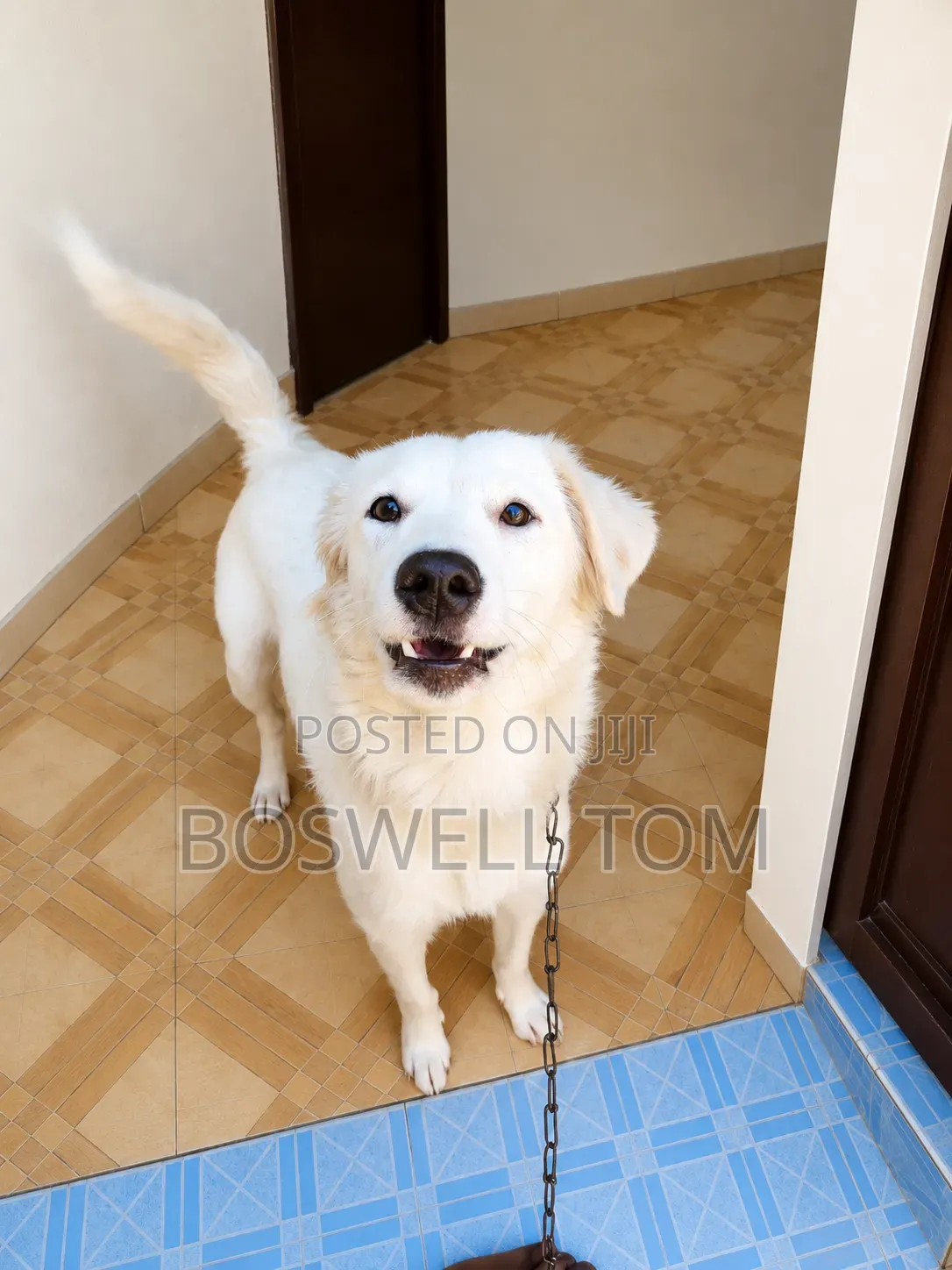 6-12 months Female Purebred Japanese Spitz