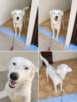 6-12 months Female Purebred Japanese Spitz