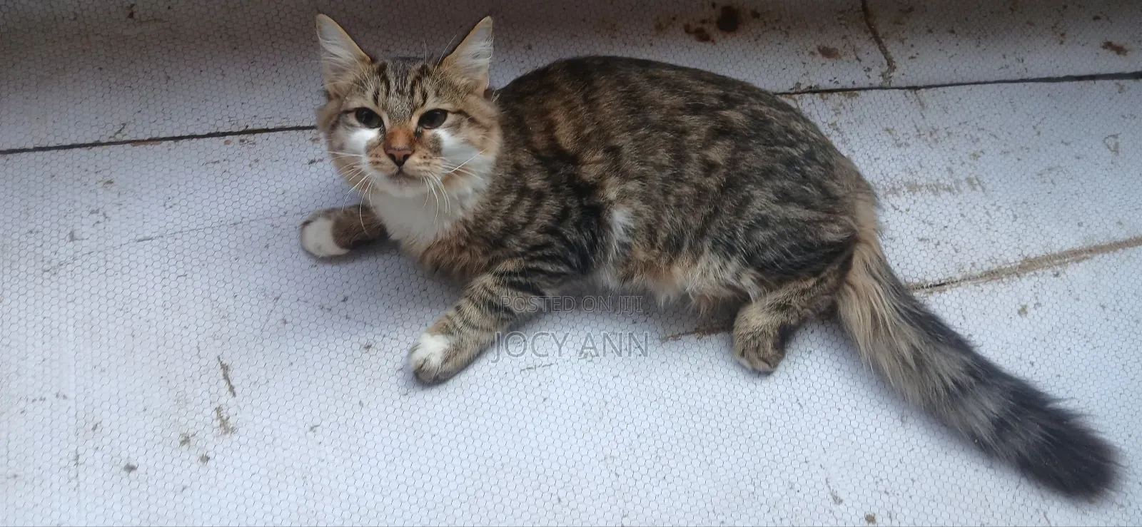 6-12 months Male Mixed Breed Tabby