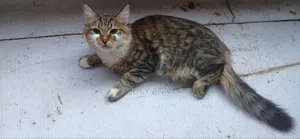 6-12 months Male Mixed Breed Tabby