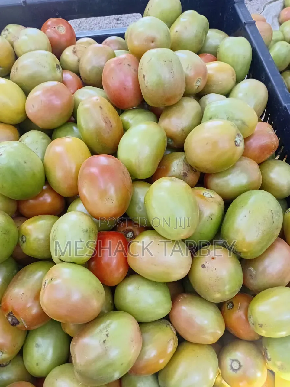 Fresh Tomatoes for Sale