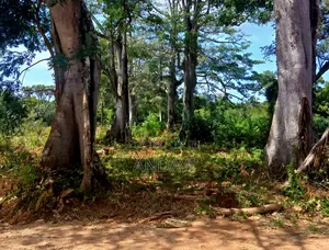 Prime Plots for Sale, Vipingo