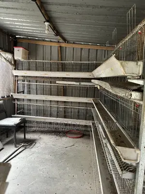 Chicken Cages (Used)