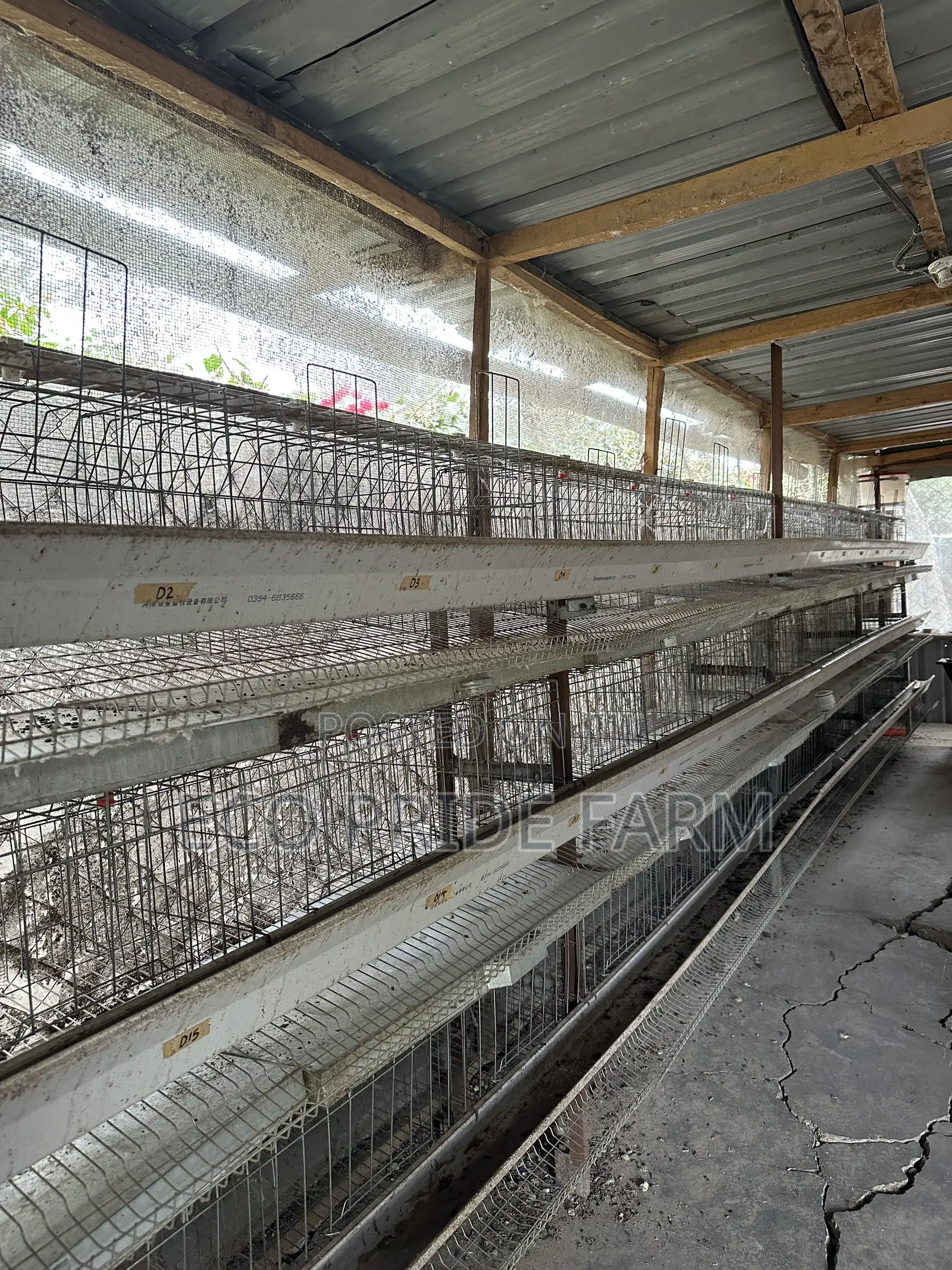 Chicken Cages (Used)