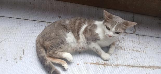 1+ year Female Mixed Breed Cat - main view