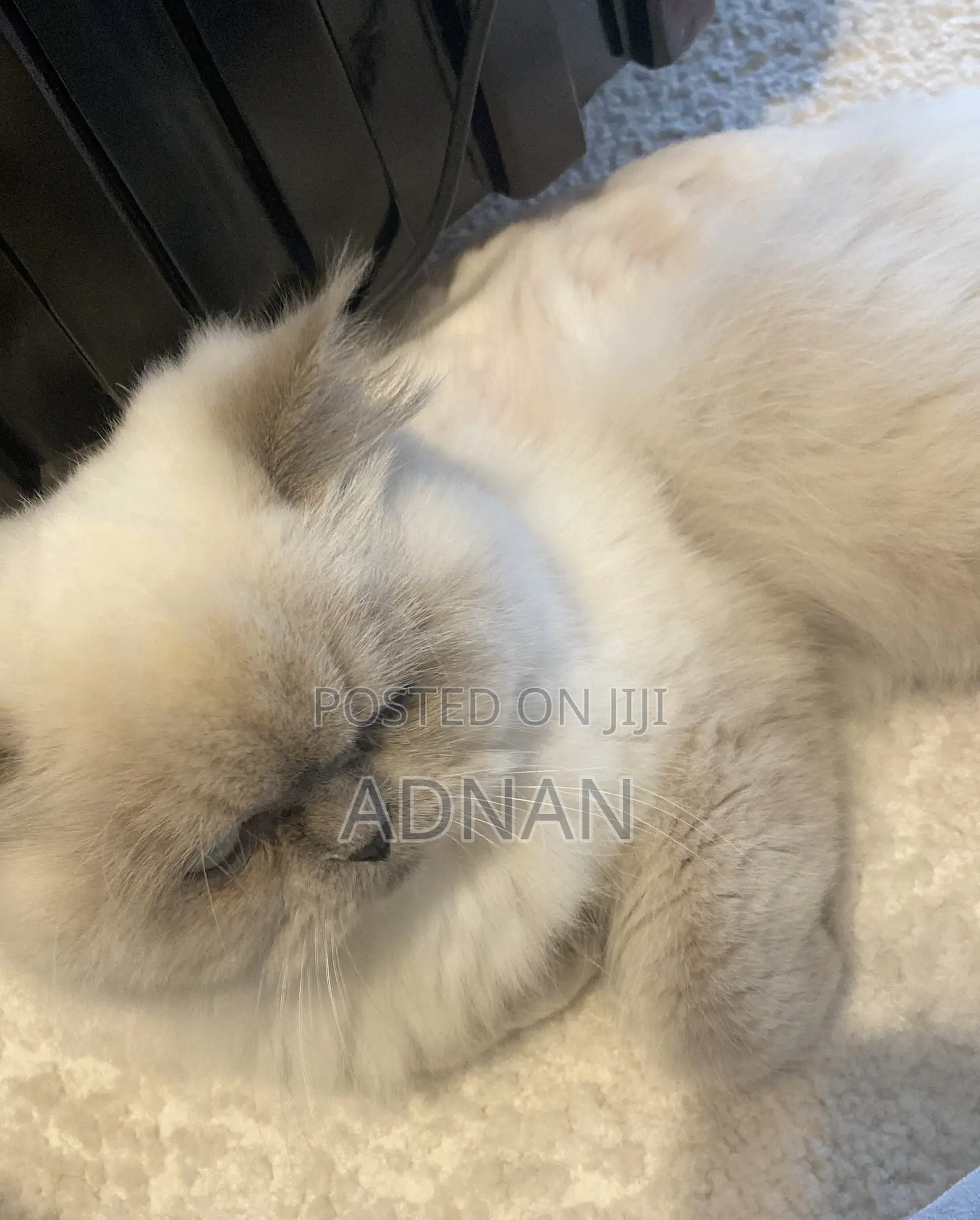 6-12 months Male Mixed Breed Ragdoll