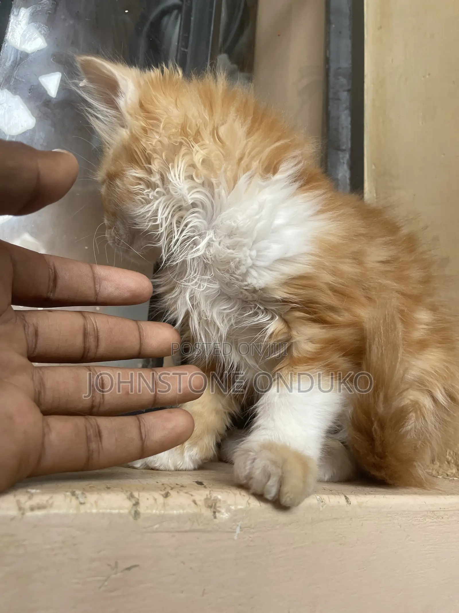 1-3 months Female Purebred Tabby