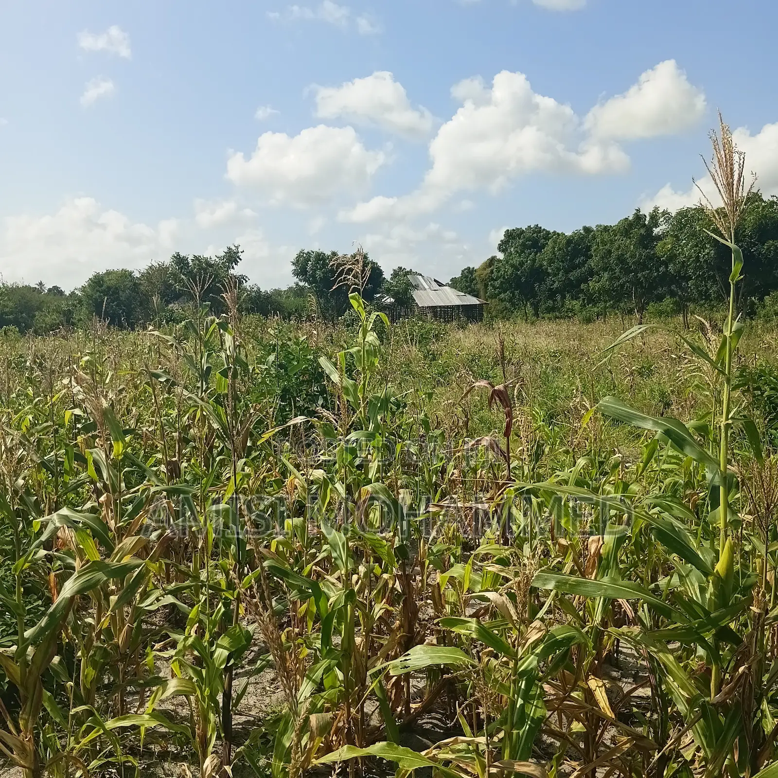 Freehold Plots
