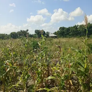 Freehold Plots