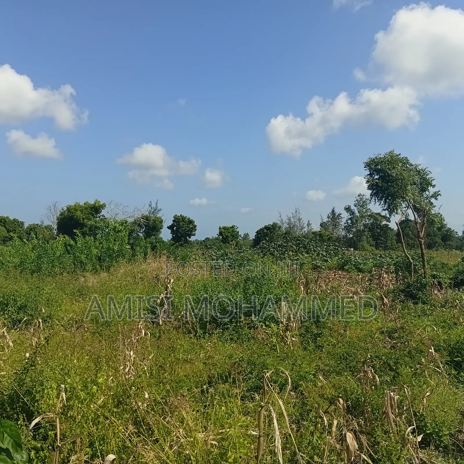 Freehold Plots