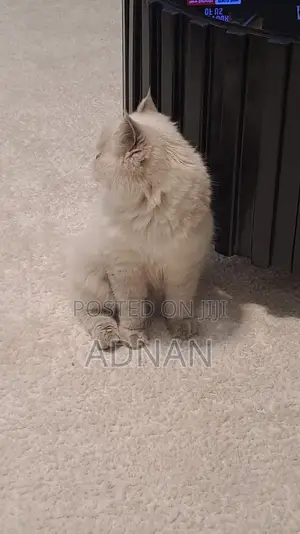 6-12 months Male Mixed Breed Ragdoll