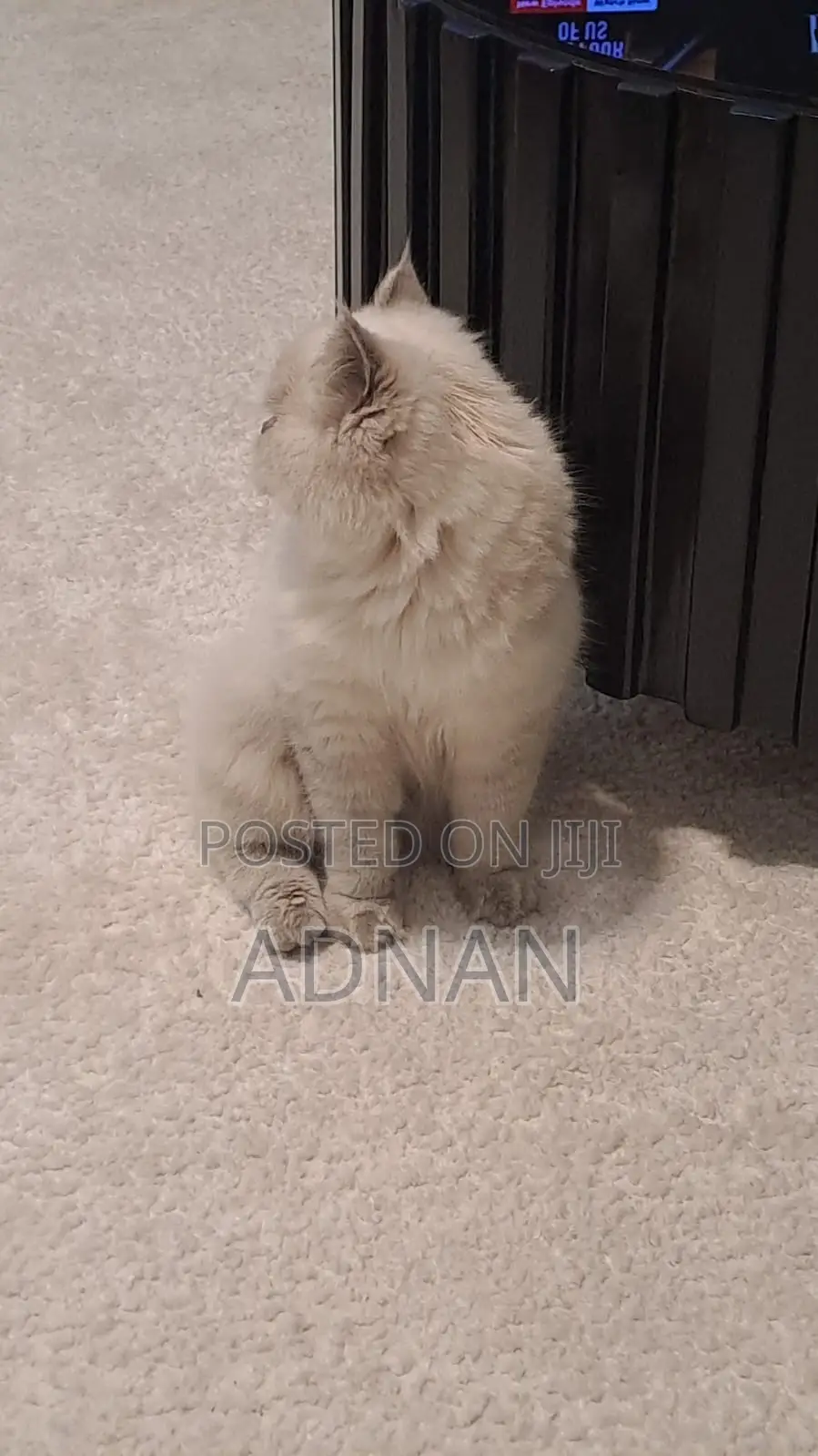 6-12 months Male Mixed Breed Ragdoll