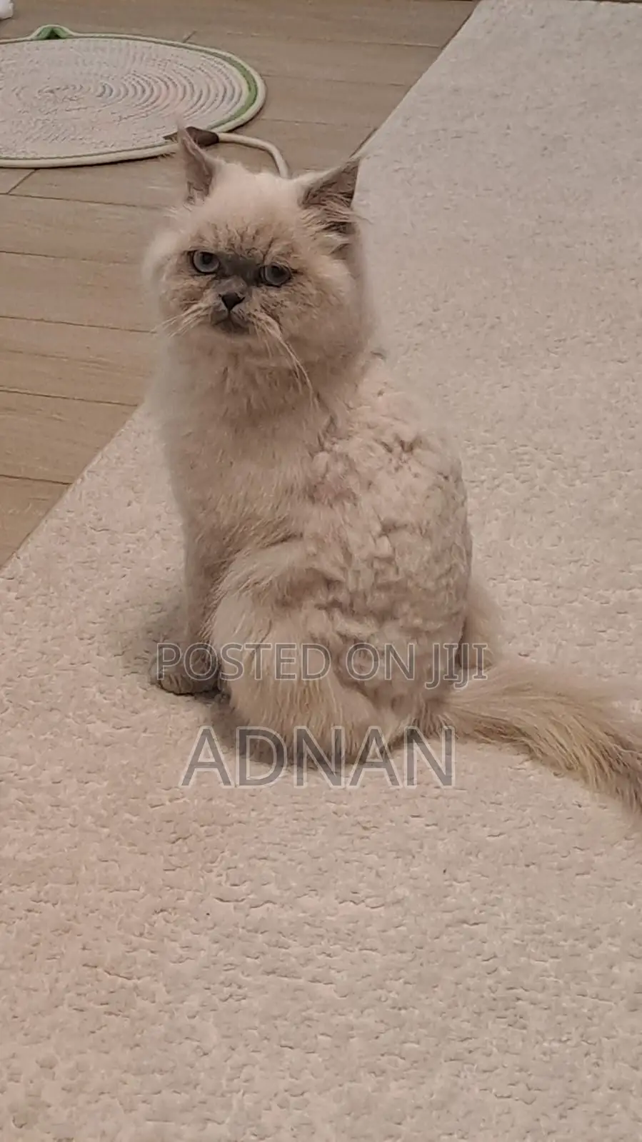 6-12 months Male Mixed Breed Ragdoll