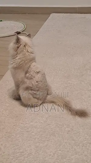 6-12 months Male Mixed Breed Ragdoll