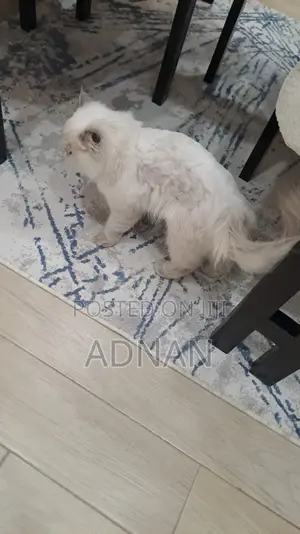 6-12 months Male Mixed Breed Ragdoll